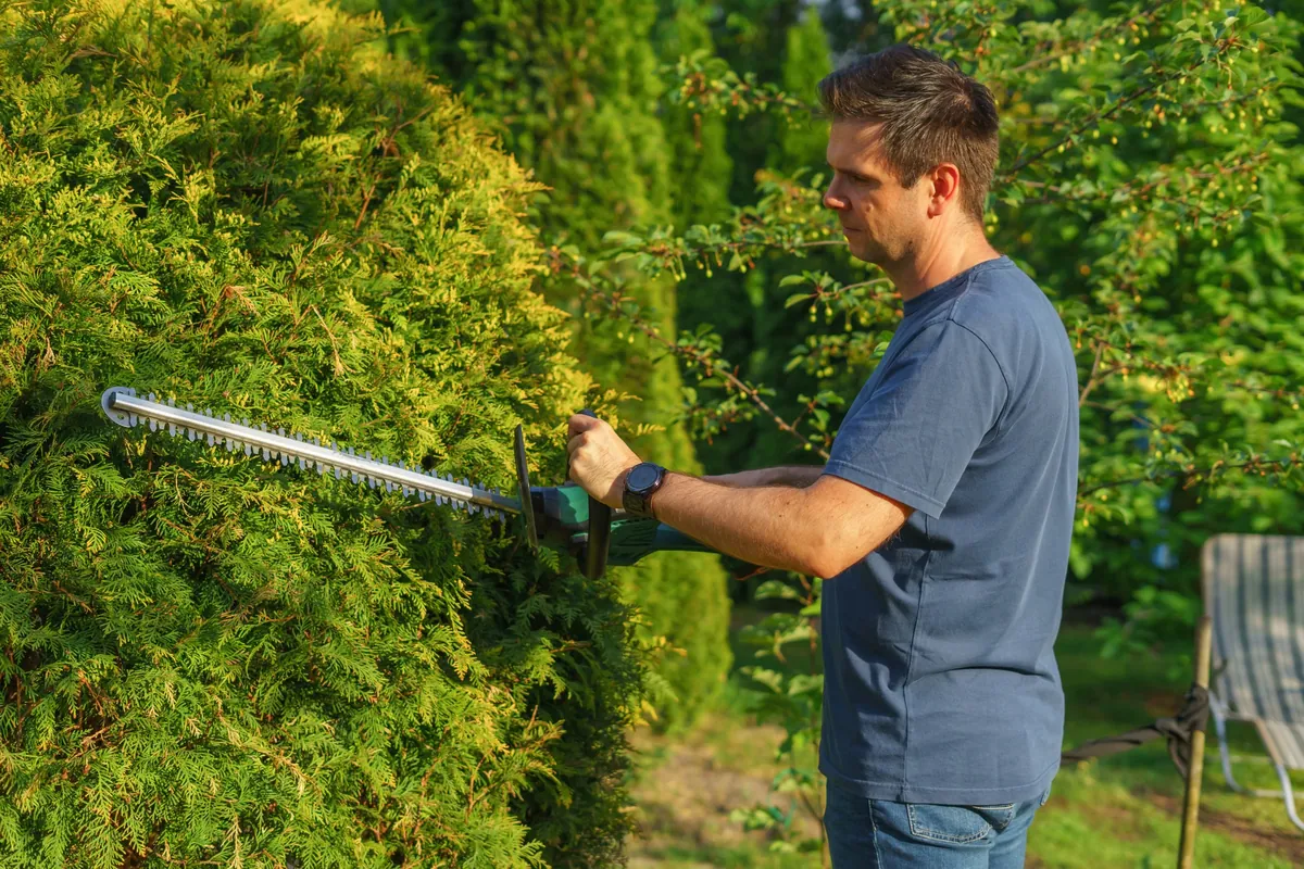 Elektrische Heckenschere beim Schneiden einer Gartenhecke